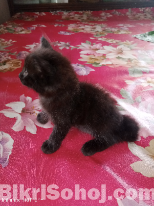 Persian short coat baby